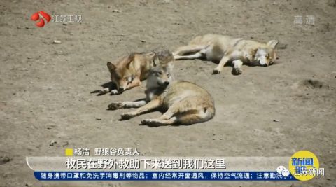 与狼为伴!她是深山峡谷守护狼群的"女狼王"