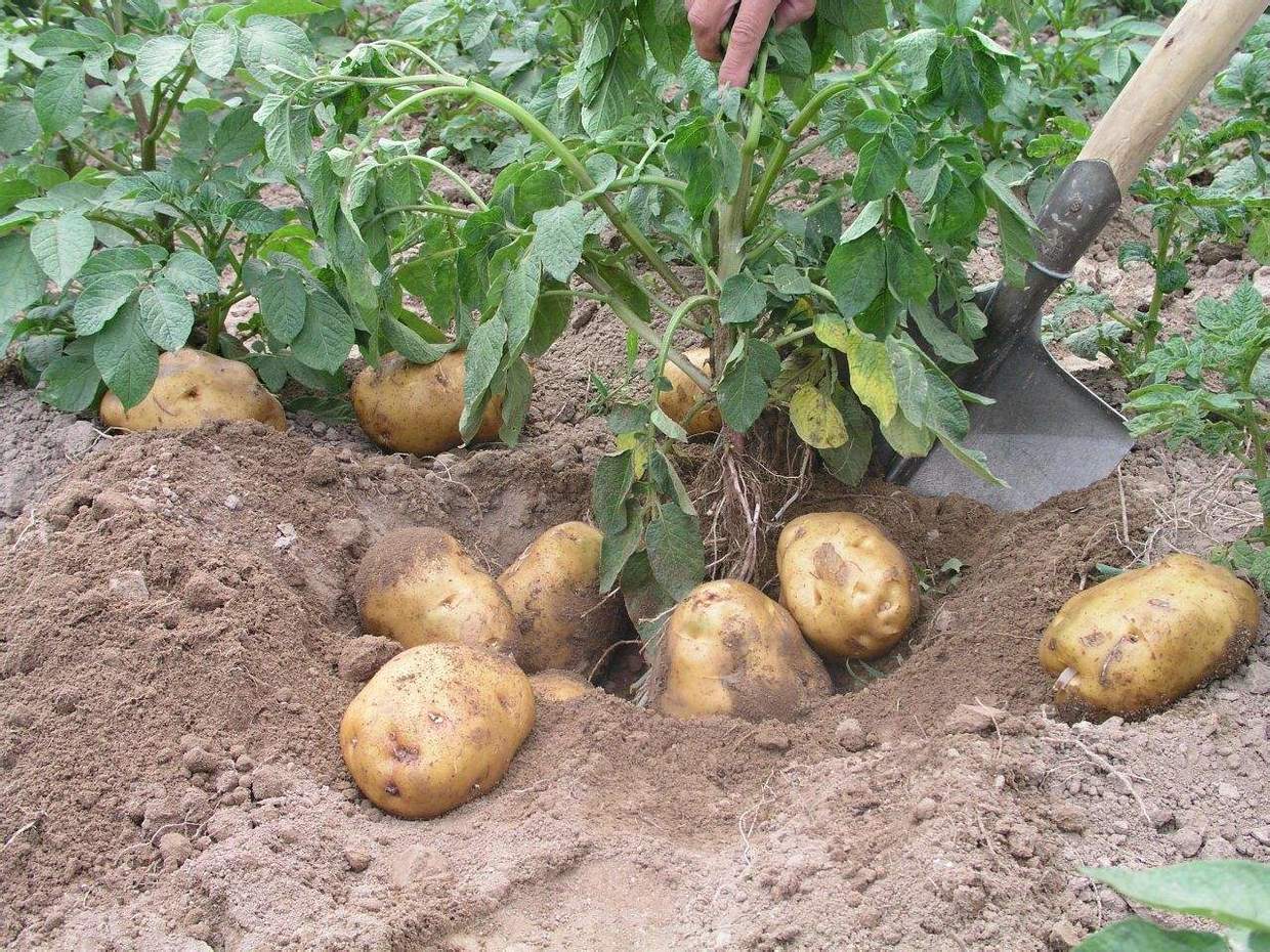 农民种植马铃薯,选择合适的栽培土壤和养护方法是关键