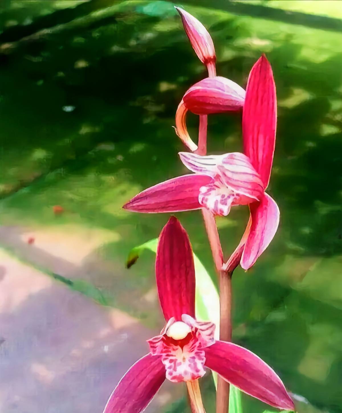 兰花界的"汗血宝马",姿态优雅,养护简单,适合新手首选