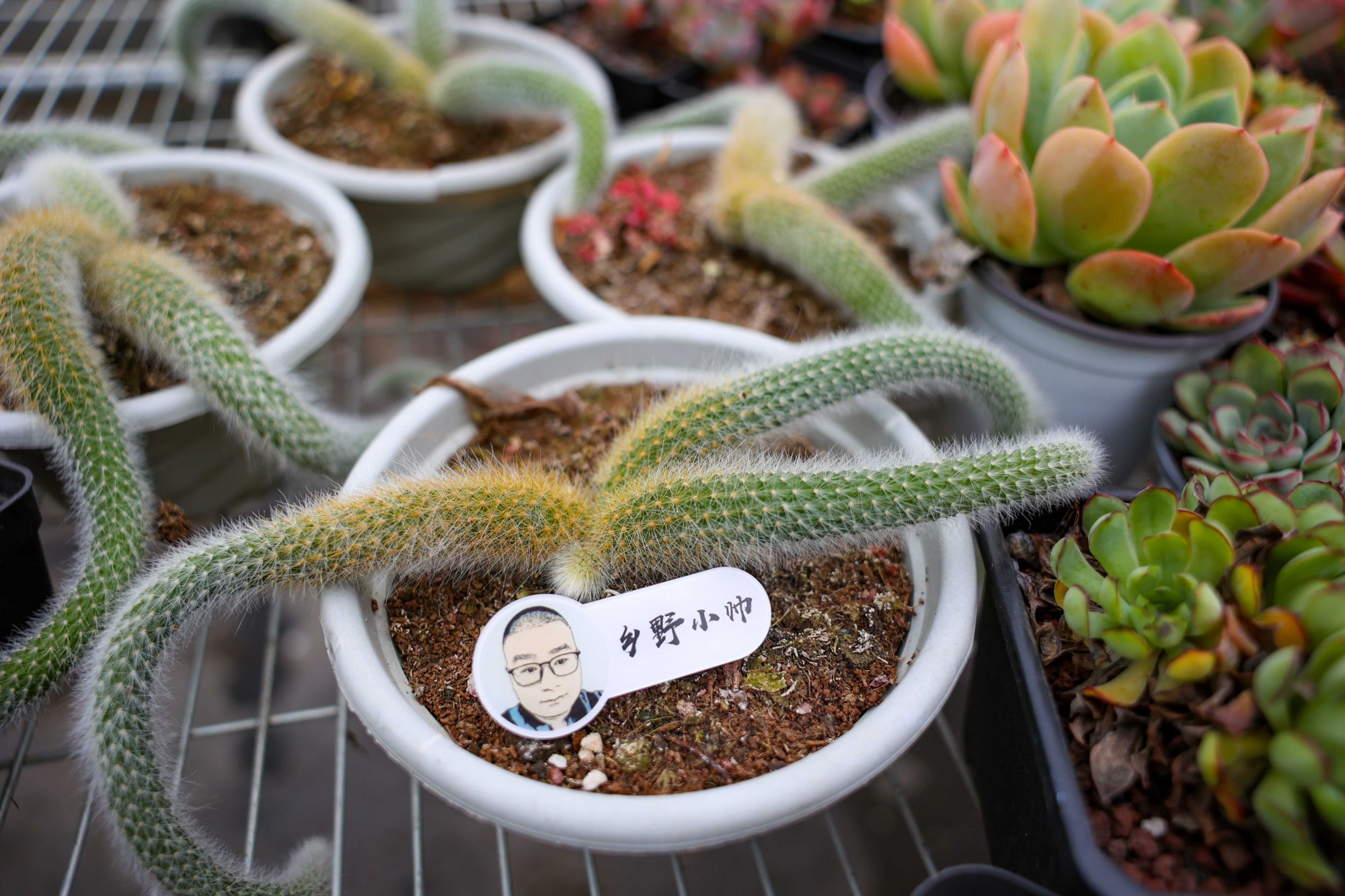 多肉植物九尾狐,从扦插到养护,你想要的都在这里