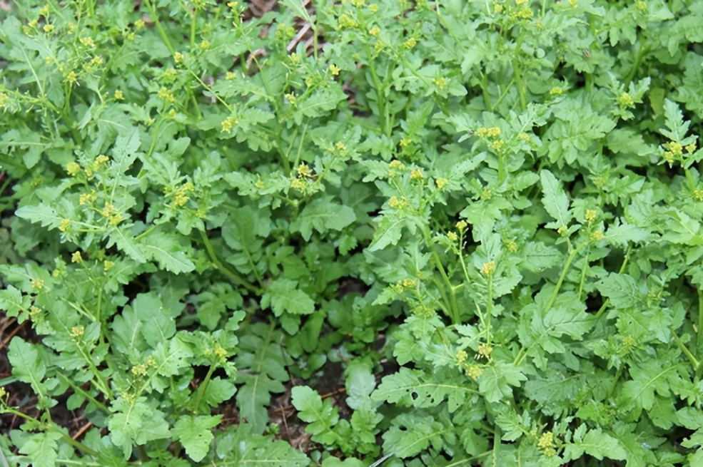 蔊菜,也叫野油菜,鸡肉菜,有3重身份,价值极高,农民要了解!