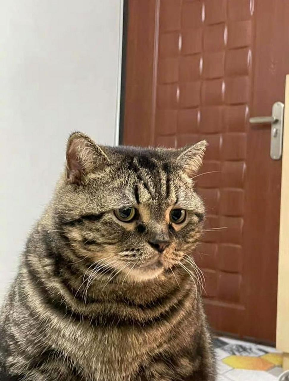 主人表示家的猫,从小到大都是这个表情.#搞笑萌宠