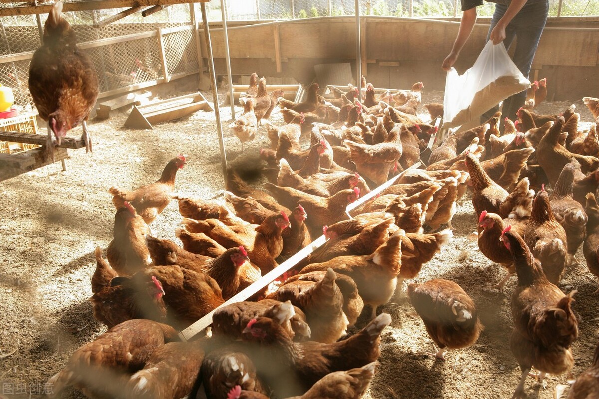 养鸡场的粪便如何处理才能既不浪费又有收益?