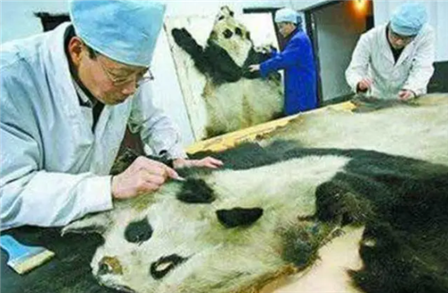 云南猎杀大熊猫案始末