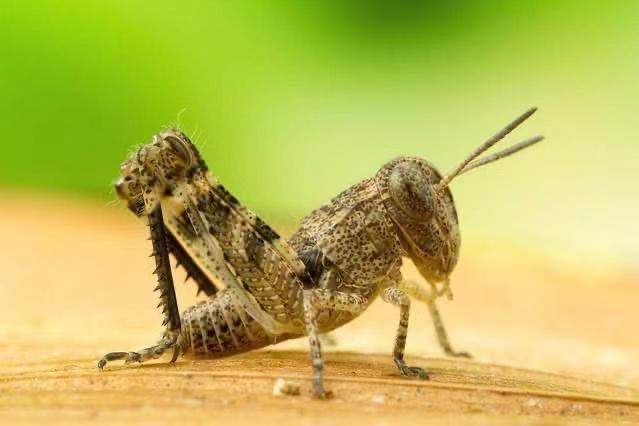 离群索居的蝗虫,是蝗灾的罪魁祸首,蝗虫大规模聚集有着深层原因