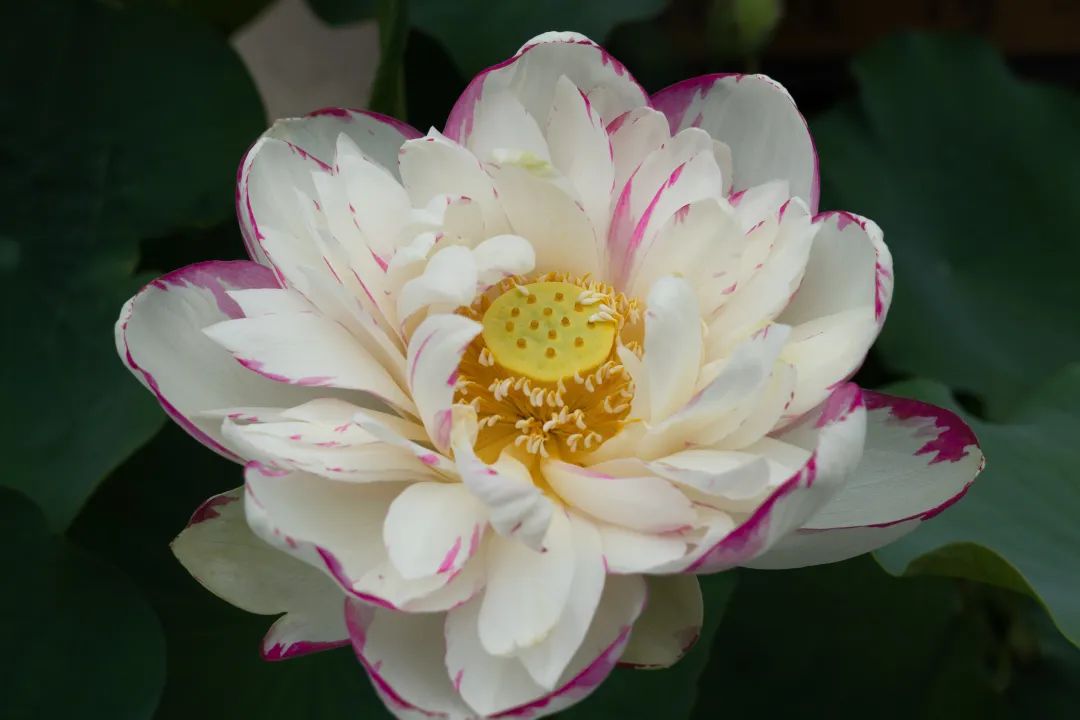 高颜值!千瓣同心莲盛开!