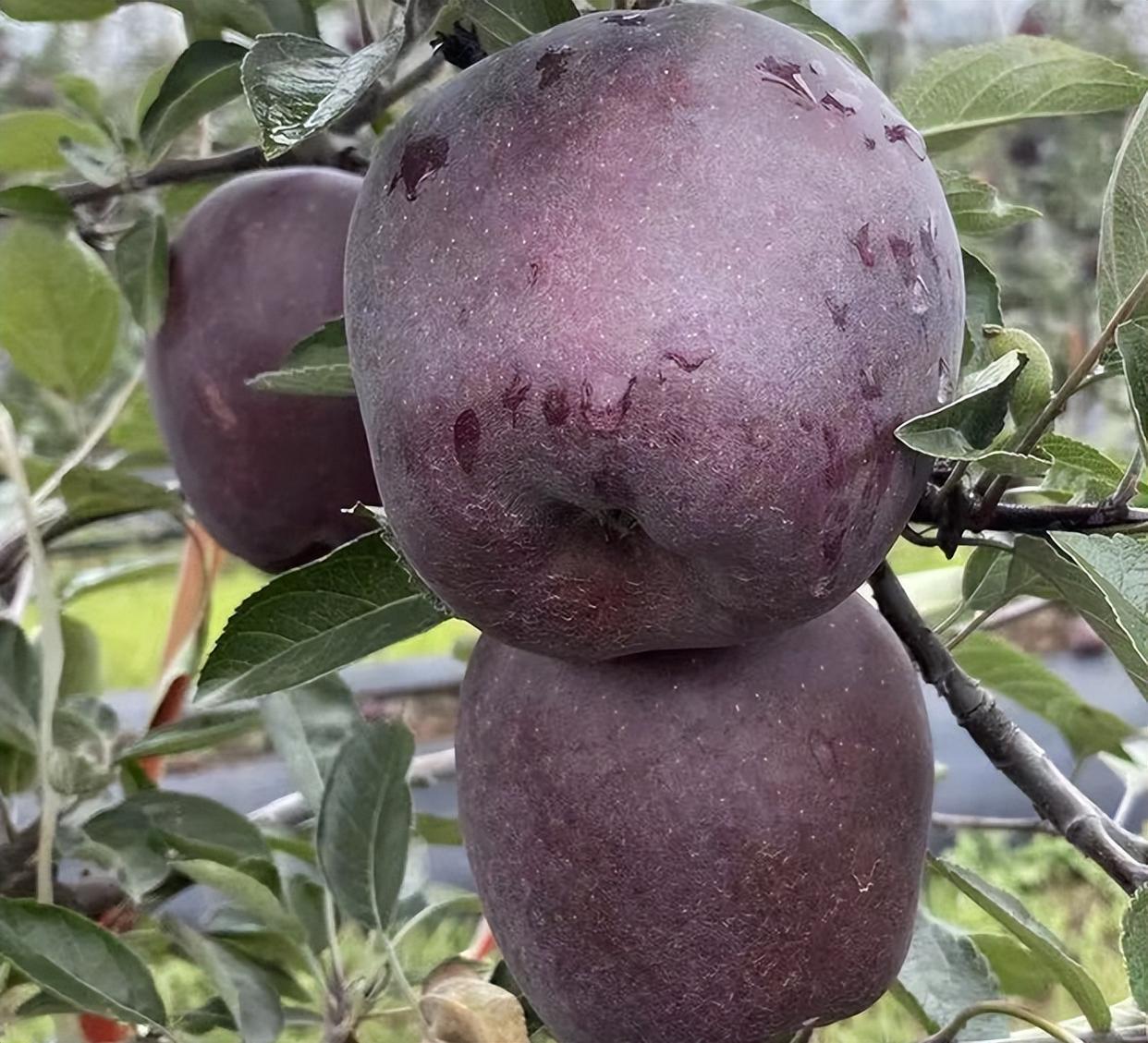 "黑钻苹果"适应性比较强,既抗旱又耐寒,南北方都可种植