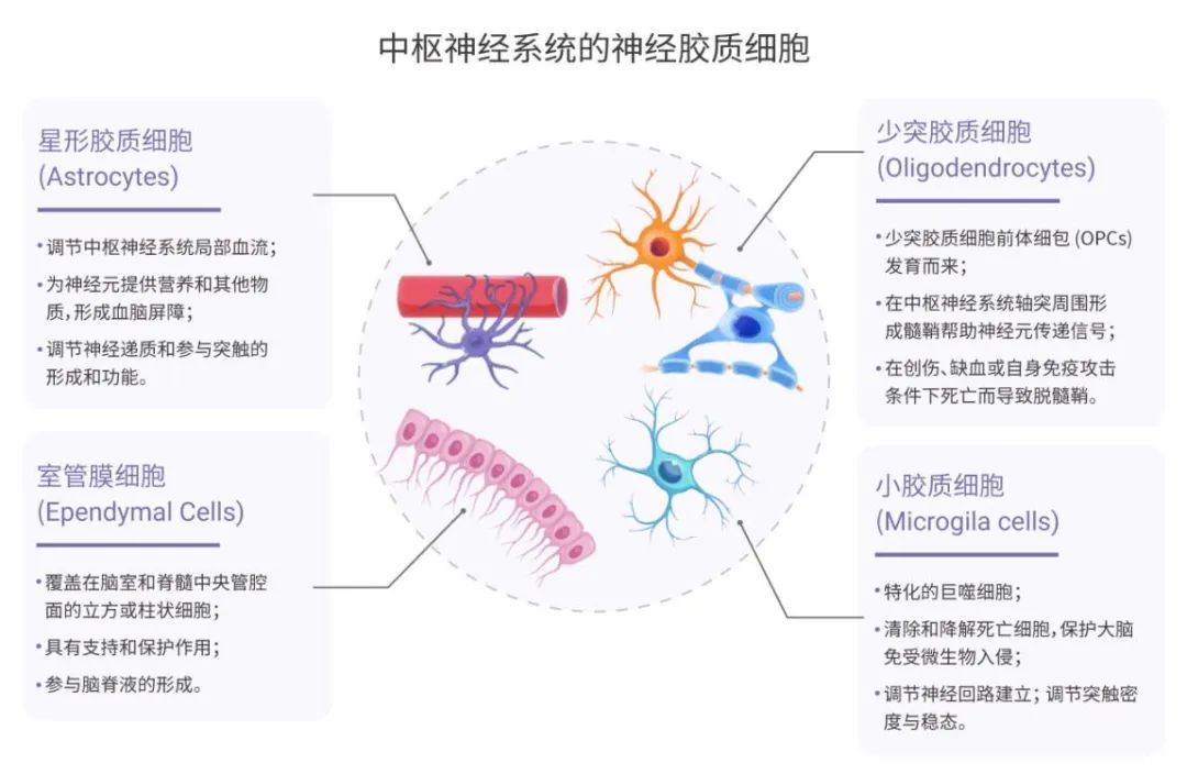 小胶质细胞在神经系统内的作用机制-medchemexpress