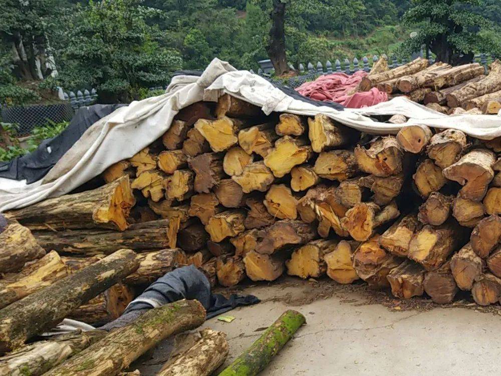 农村常见的柘树,含有大量金丝,价格高昂,有"黄金木"之称