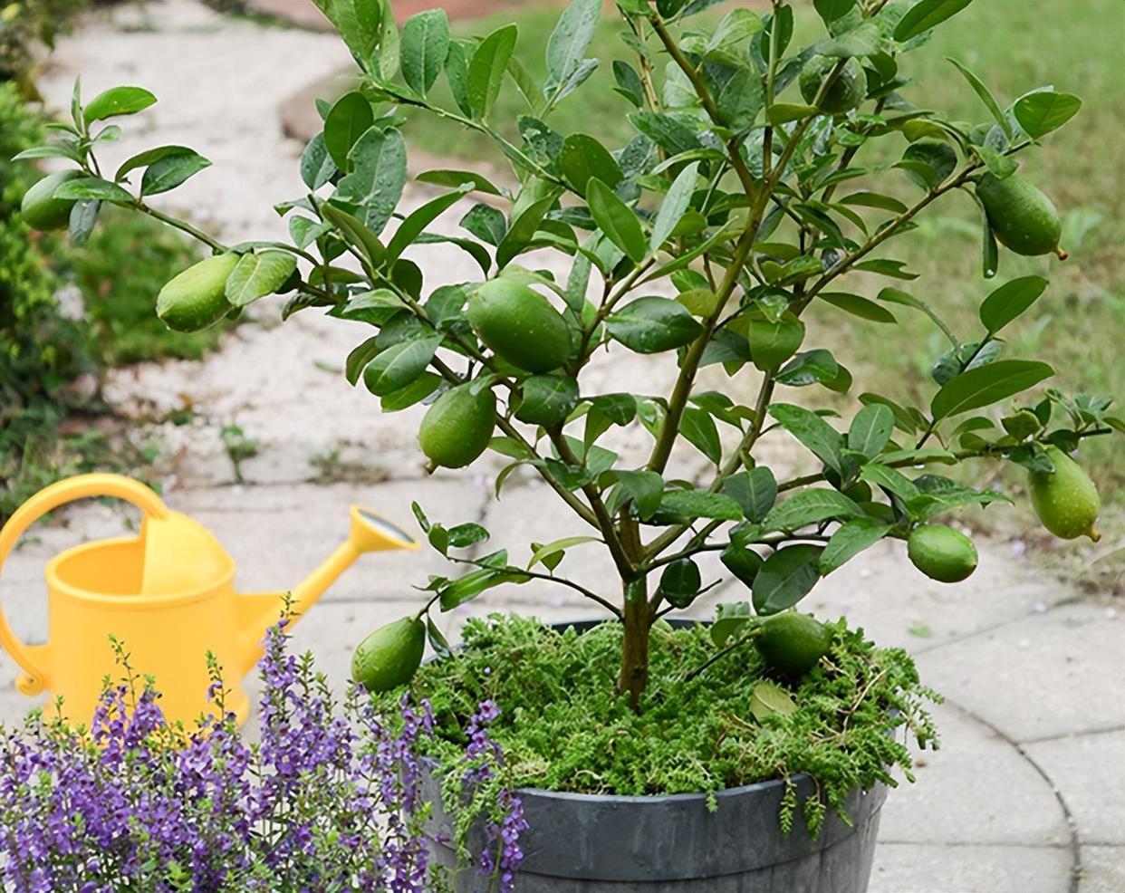 柠檬树盆栽在家里图片