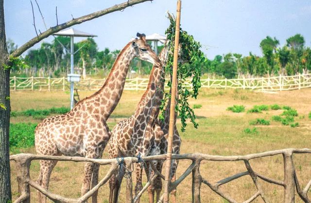 一起皖水吧:宿州野生動物園遊玩全攻略