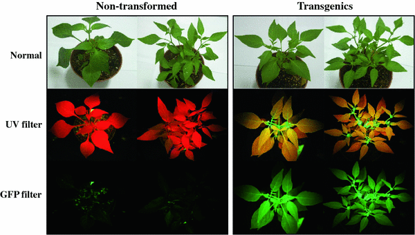 如何观察转基因植物的gfp发光?