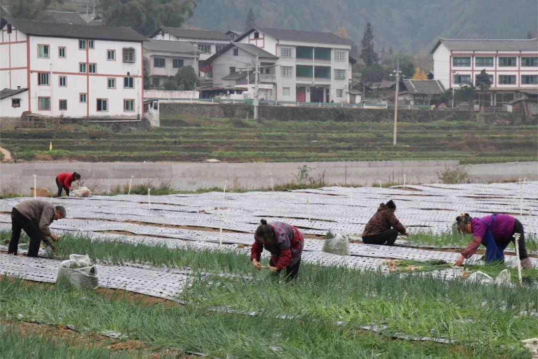 绥阳县茅垭镇图片