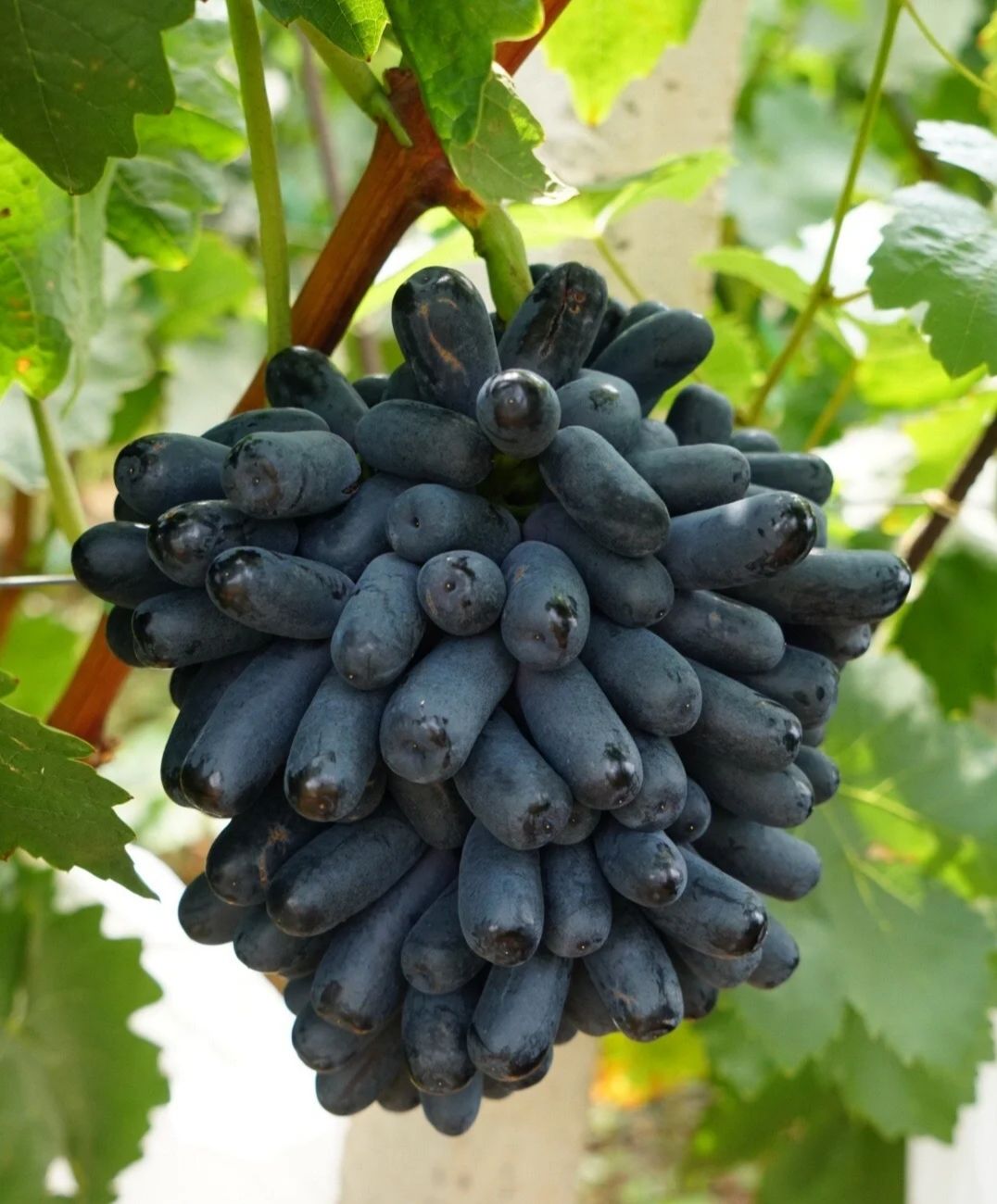 蓝宝石葡萄爆火市场,不仅因为好吃好养活,还有它的种植技巧简单