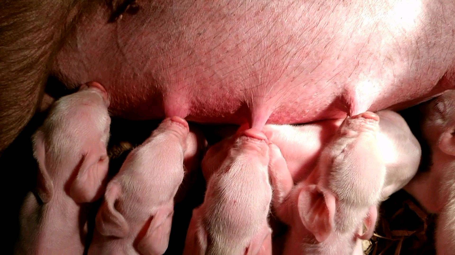 如何提高母猪产仔数量?本文告诉你方法!