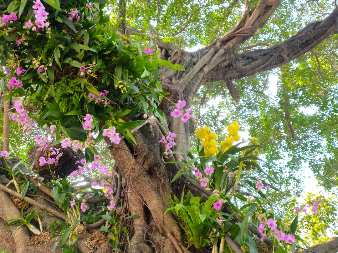 垂叶榕开花的图片图片