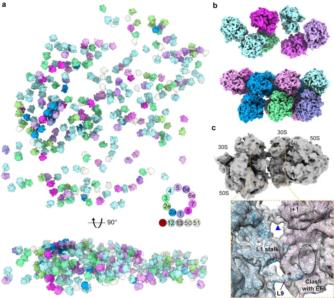 结构走进细胞:薛亮等用cryo-et解析细胞内翻译全过程