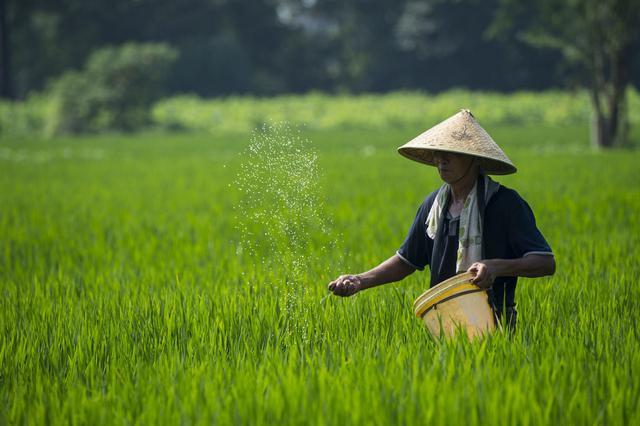 水稻種植想要豐收,田地整理,種子選擇,田間管理三個環節要注意