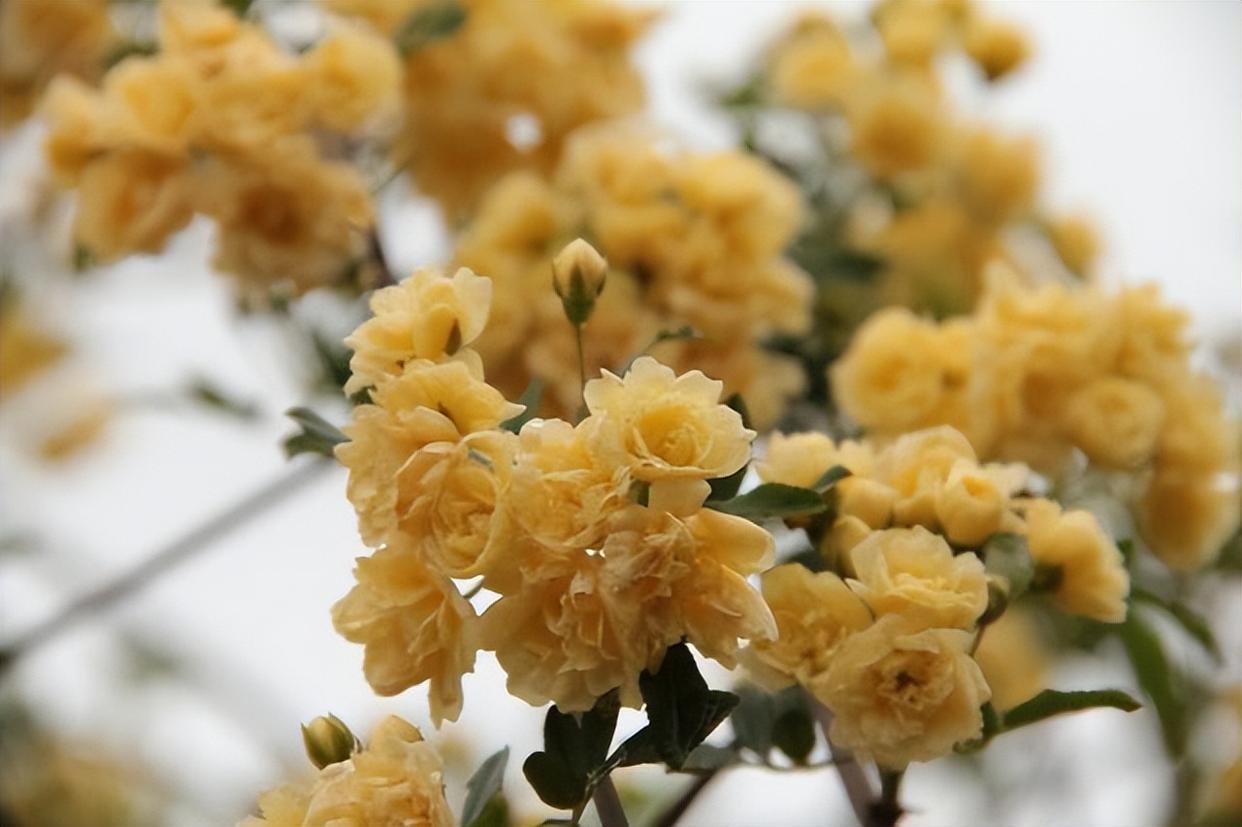 花名朴素花朵令人惊艳,木香花花香迷人,种植简单值得新手拥有