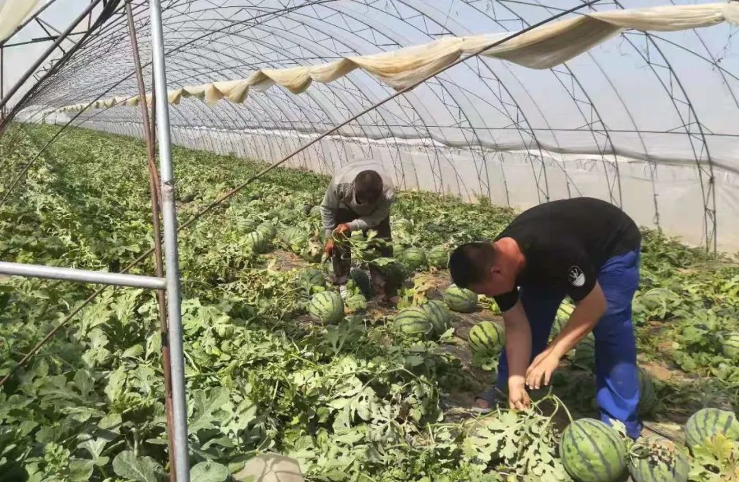 西瓜种植技术和管理(西瓜种植技术和管理论文)