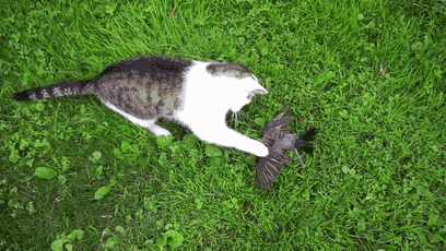 战斗,找食物才能生存下来,所以它们的捕猎能力是非常优秀的,什么老鼠