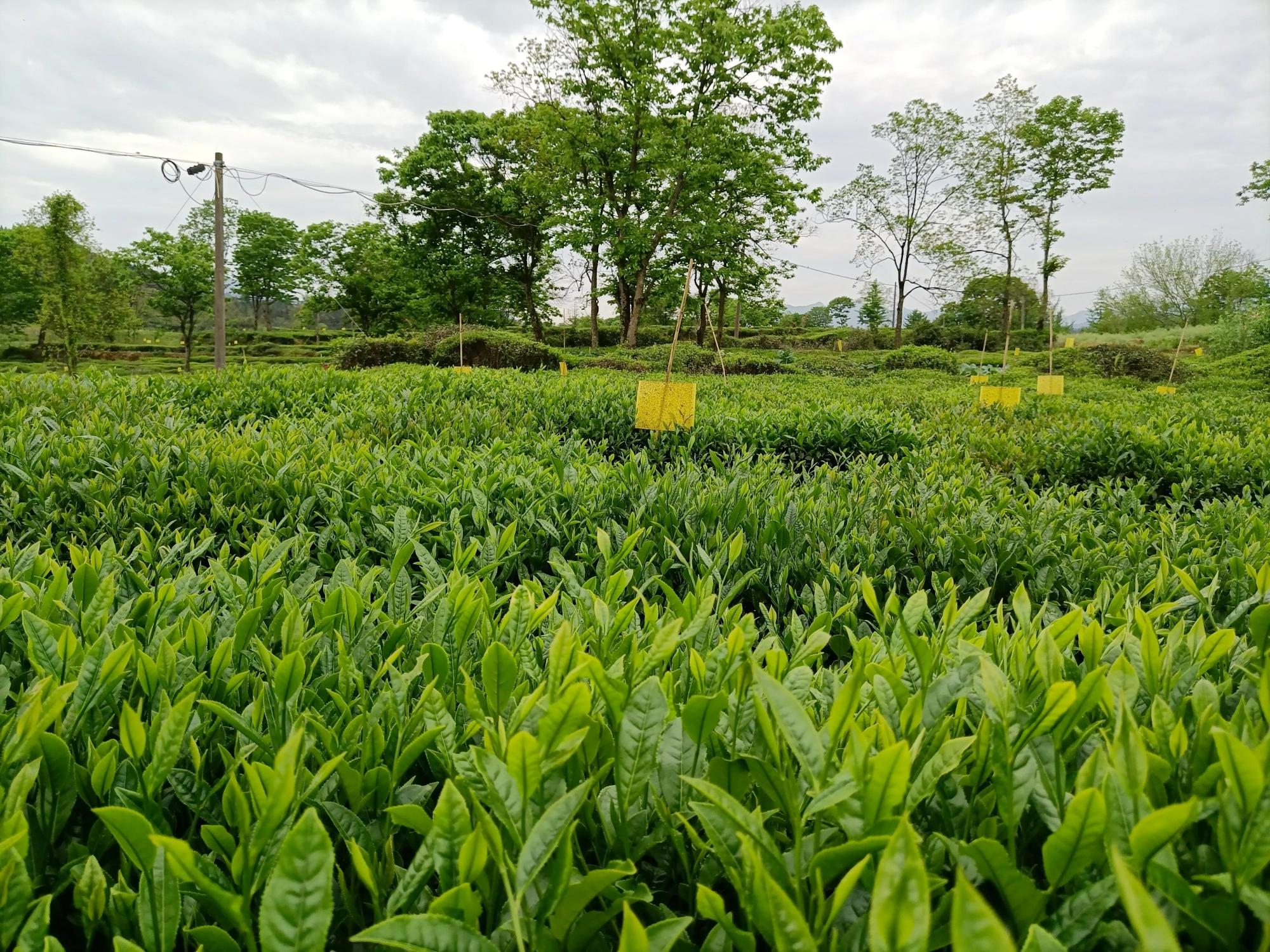 生长茂盛的茶苗二