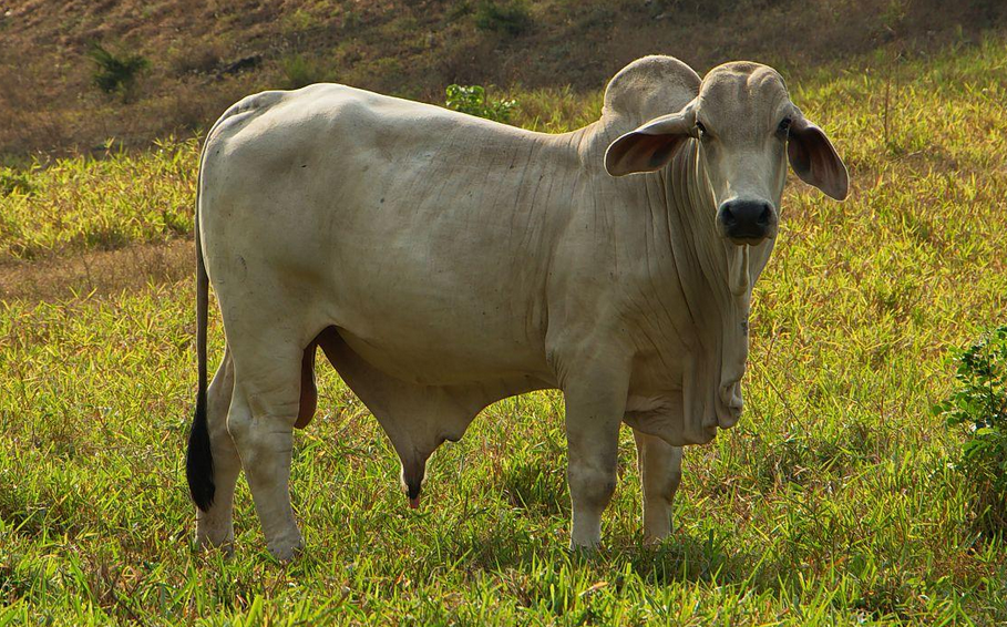 世界名牛-婆罗门牛
