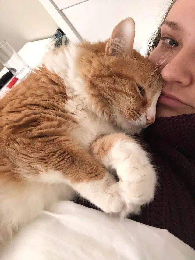 猫咪"黏人"的7种表现,你家猫是个"粘人精"吗?