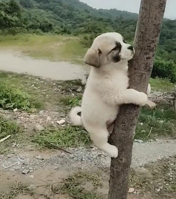 意男子抛下女友逃跑致其死亡!遭遇流浪狗群袭击:究竟该怎么办?