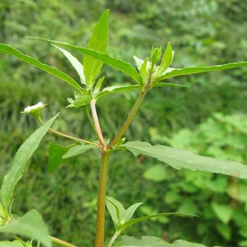 农村中常见的黑头草,对头发的养护作用真不错,来了解一下