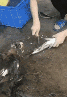 搞笑gif段子:好不容易嫁出去了,好开心啊