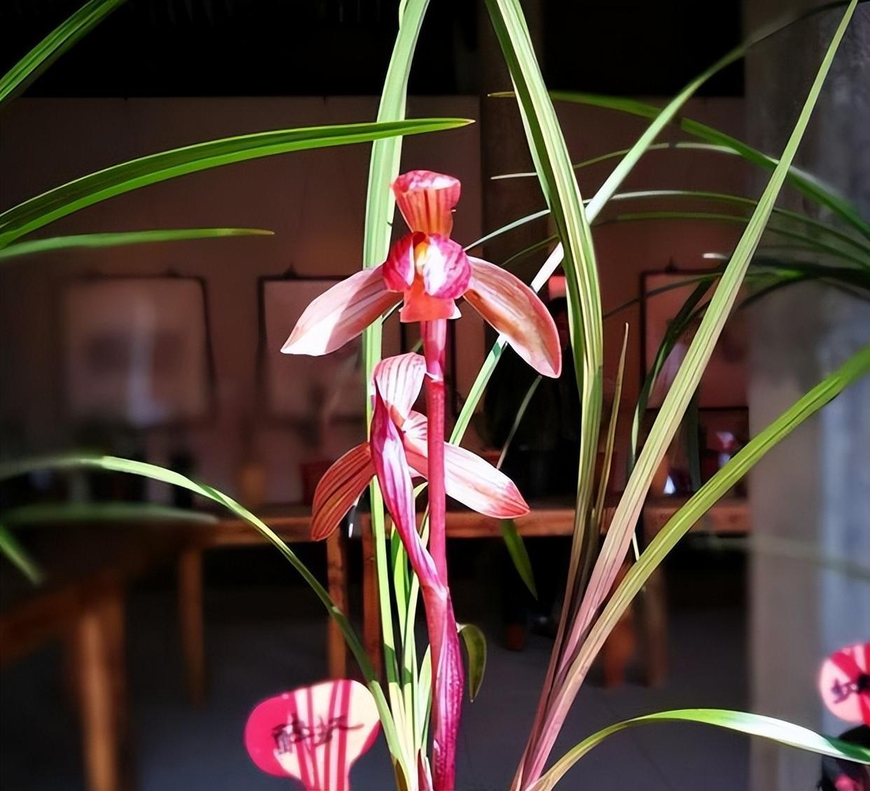 曾一苗难求的春兰顶级红素,红杆红花,花香四溢,无需春化还好养