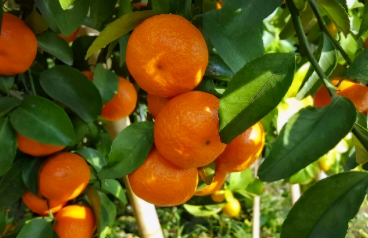 1,南丰蜜桔冒充的