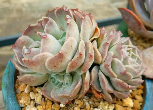 20多肉——海琳娜:颜值出众好养护,夏季种植注意这些就够了