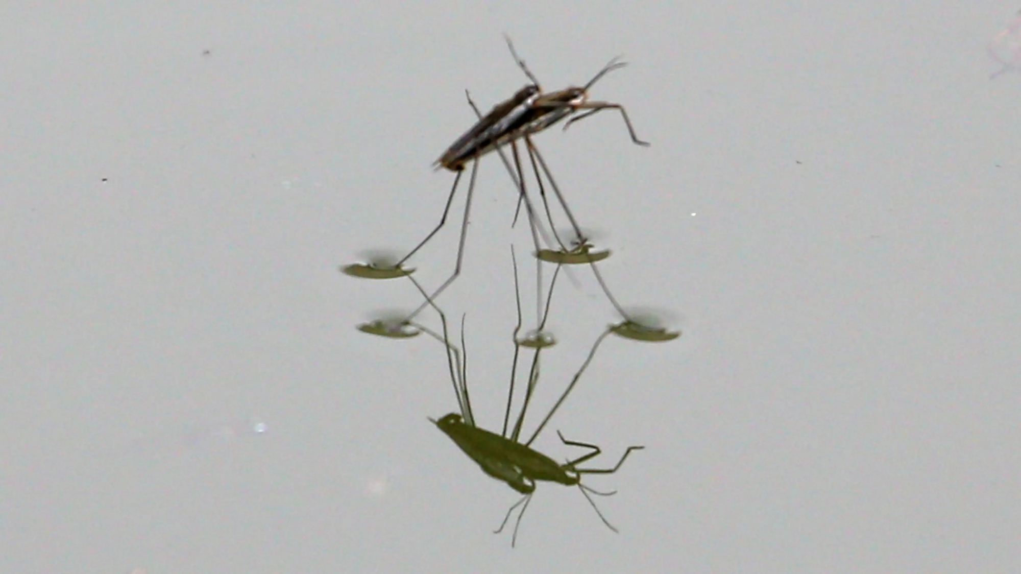 以前池塘里常见的"卖香油的",它是什么昆虫?是害虫还是益虫?