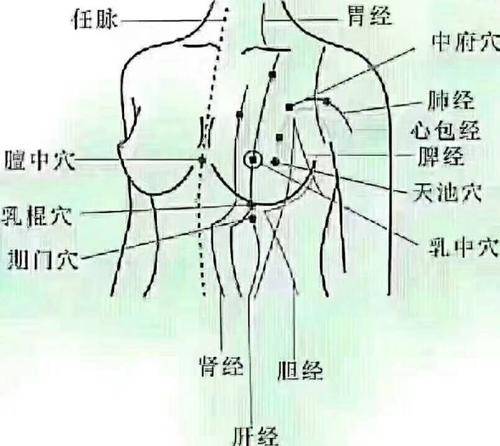 雷氏普爱 中医如何看待泌乳与脏腑功能的关系您知道吗?