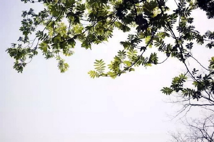 吴文英：宋词三百首中他的词所选最多，为何少有人能背诵他一首词