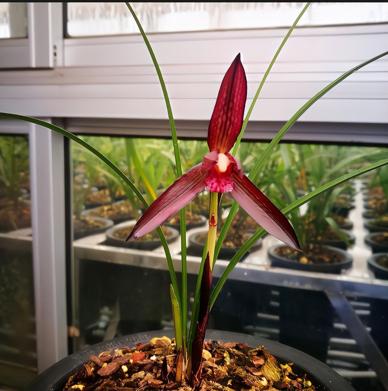 顶级红素——娄山红,品种高贵,花色艳丽,值得收藏