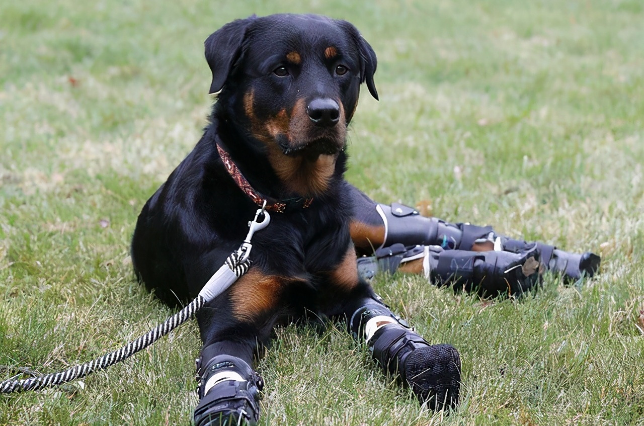 警犬界的战斗机:罗威纳,凶悍且不怕死的代表