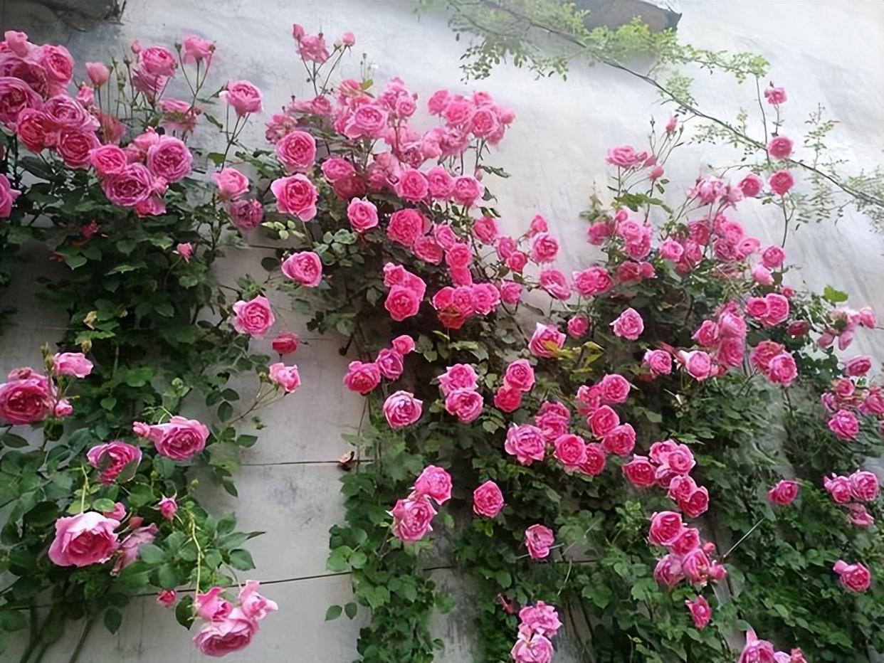 爬藤月季哪个品种好?这个品种好养又好看