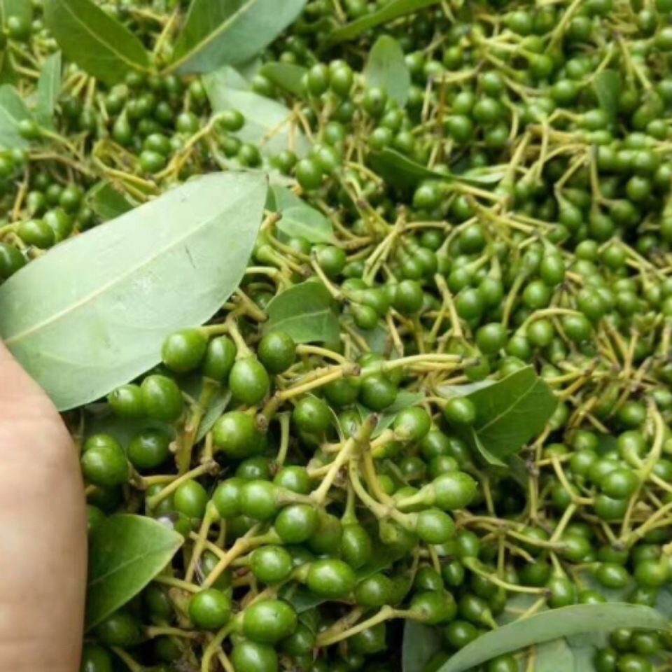 新鲜木姜子腌制方法,尝鲜香辣美味!