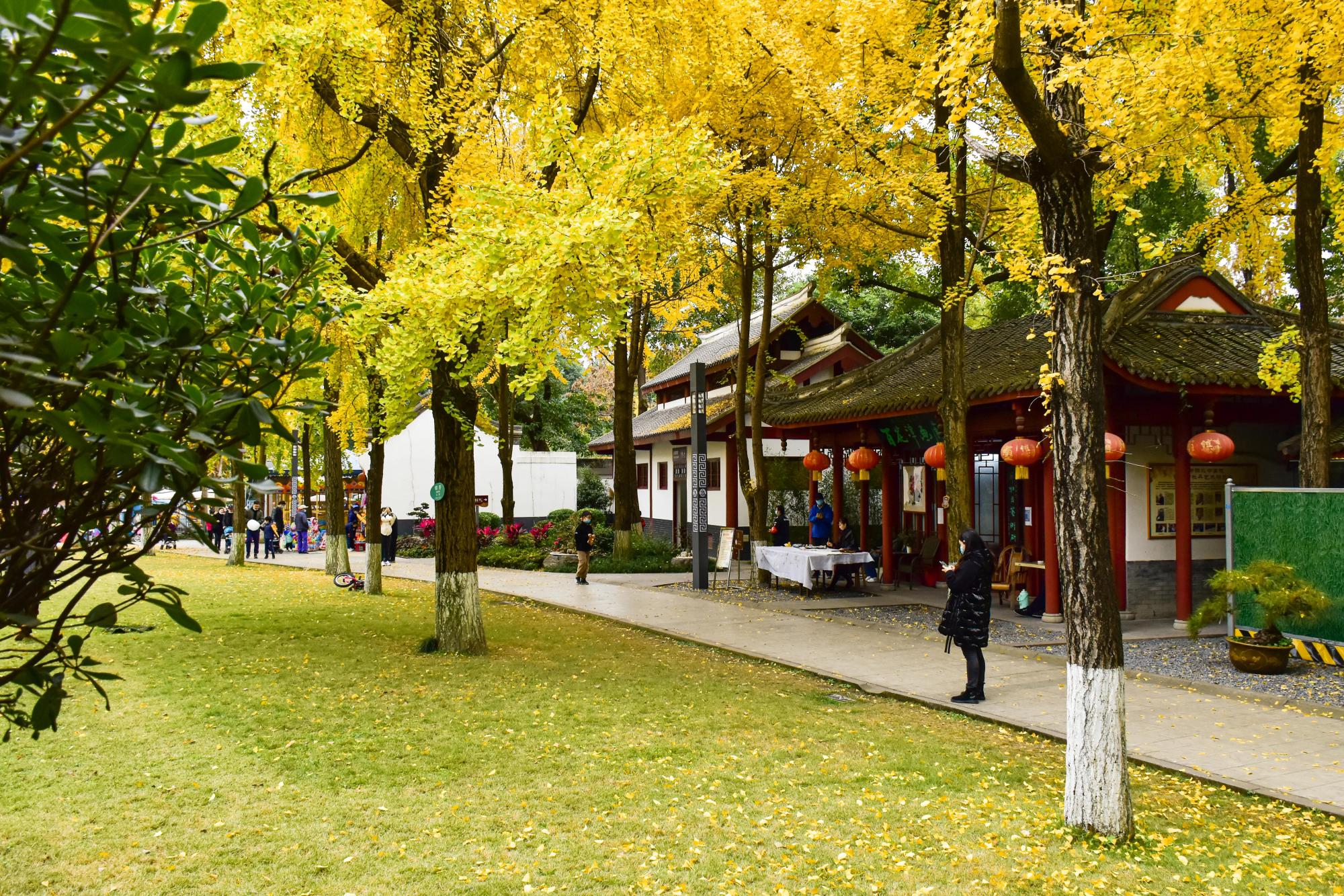 你知道成都冬天最美的风景是什么吗?很多人说是金色银杏