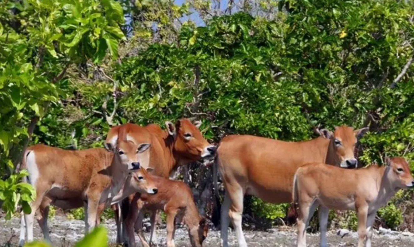 西沙东岛野牛来历不明,专家从牛粪中找到答案,牛和岛都是我国的