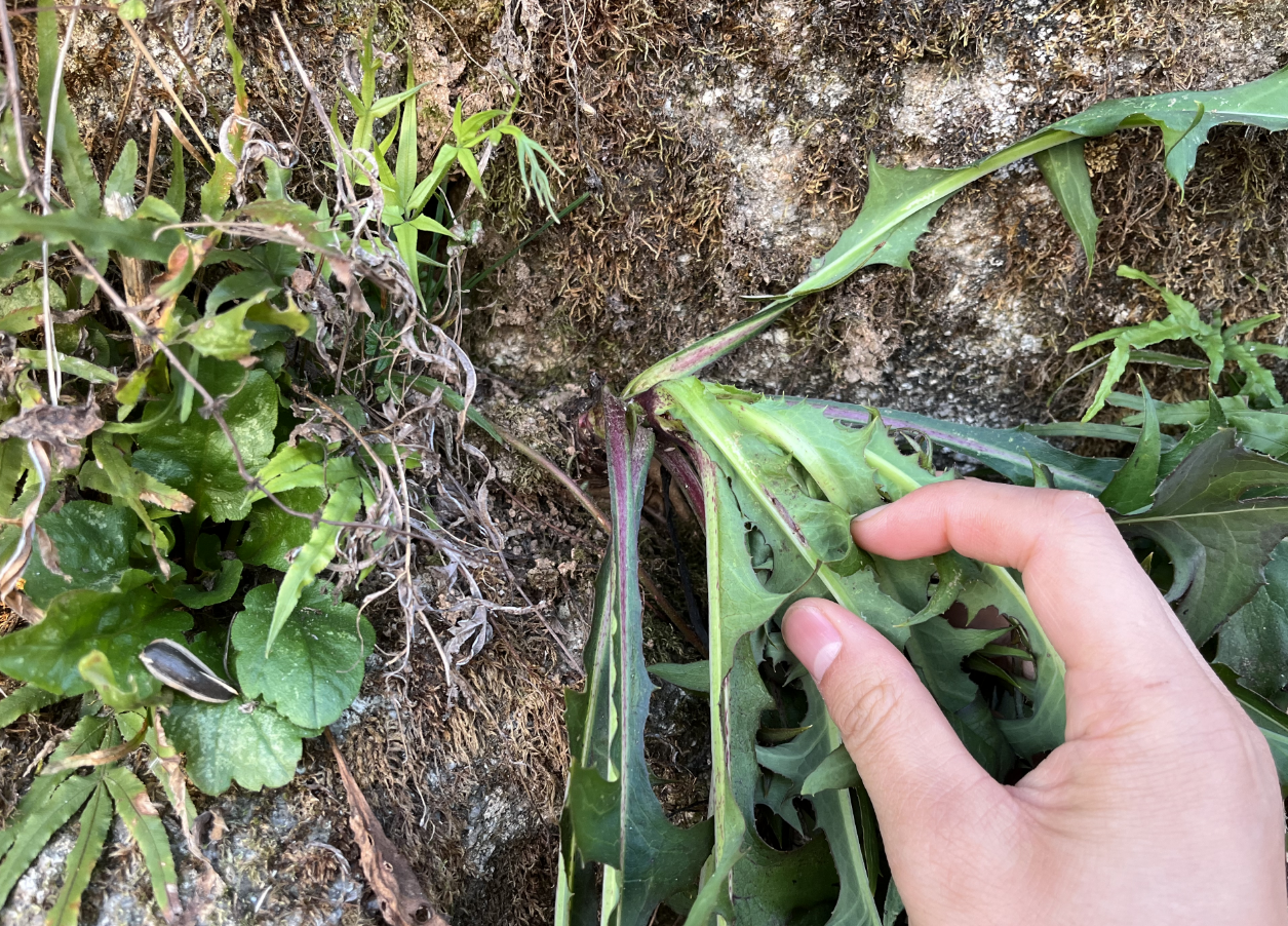 翅果菊图片与功效图片