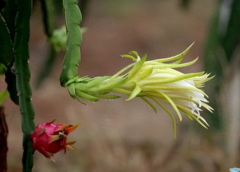 温室火龙果产期调控技术:推动高效生产与市场供应的突破