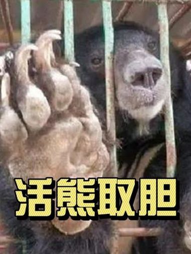 活熊取胆有多残忍?