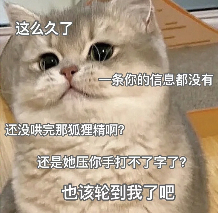 猫咪表情包文案图片