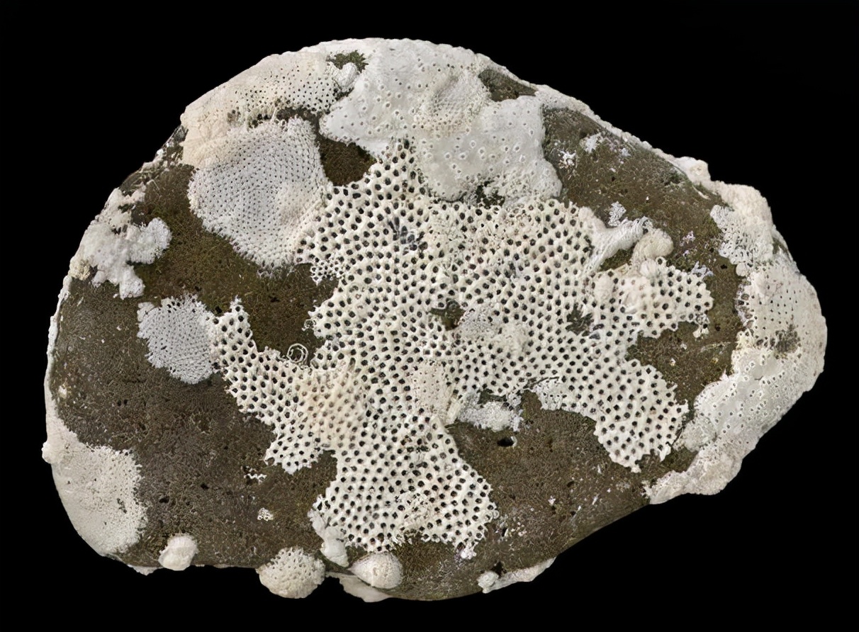 陕西发现地球最早苔藓虫化石,起源推进5千万年,它们有多神奇?