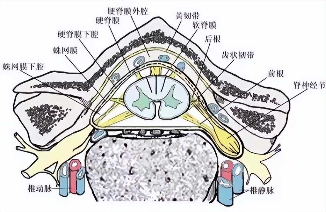 硬膜囊解剖图片