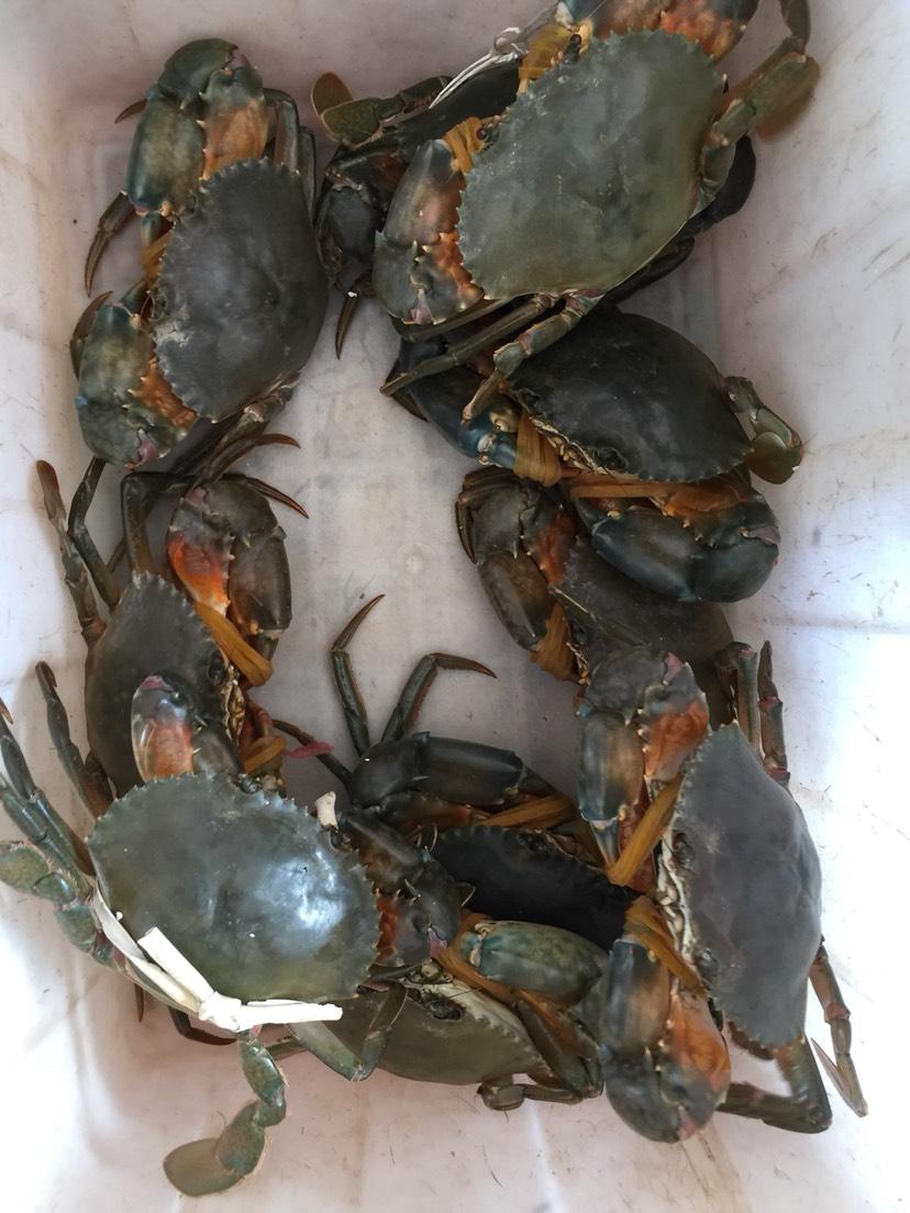 越南小哥抓五斤多一只的青蟹王,卖了一千多,青蟹这么值钱吗?